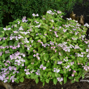 Hortensja piłkowana 'Kokonoe-yama'