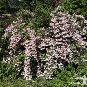 Kolkwicja chińska 'Rosea'