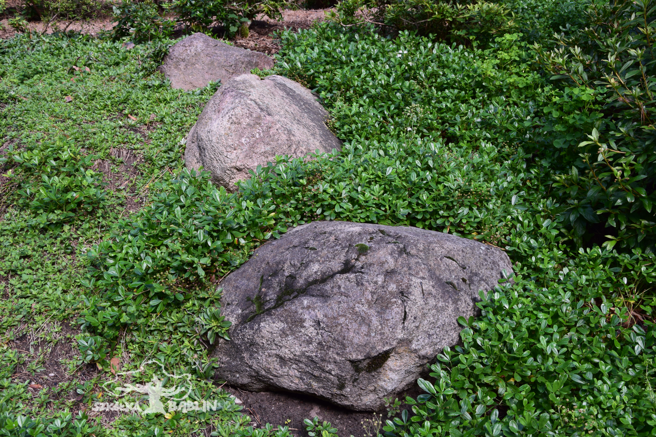Potentilla tridentata 'Nuuk' ,