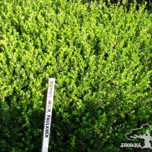 Buxus microphylla 'Faulkner'