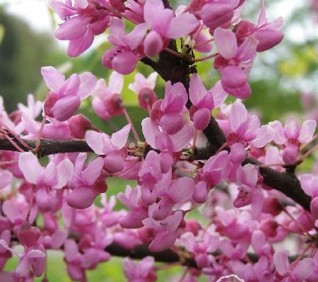 Cercis canadensis