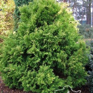 Cyprysik groszkowy 'Plumosa Aurea'