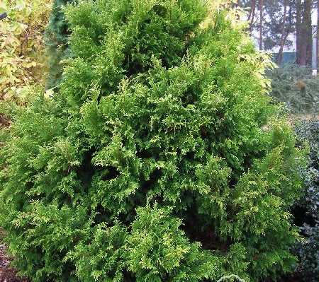 Cyprysik groszkowy 'Plumosa Aurea'