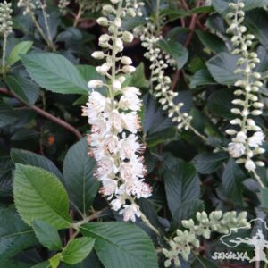 Clethra alnifolia 'September Beauty'