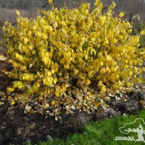 Dereń rozłogowy 'Budd's Yellow'