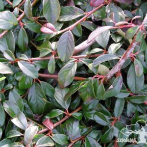 Irga dammera 'Major'