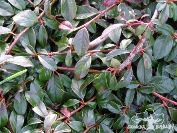 Irga dammera 'Major'