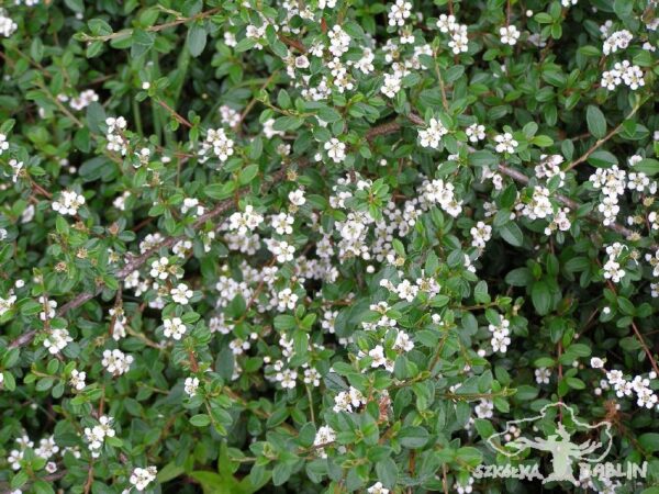 Cotoneaster x suecicus 'Coral Beauty'