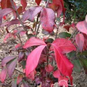 Trzmielina oskrzydlona 'Rudy Haag'