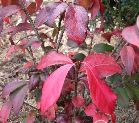 Trzmielina oskrzydlona 'Rudy Haag'