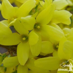 Forsycja pośrednia 'Goldzauber'