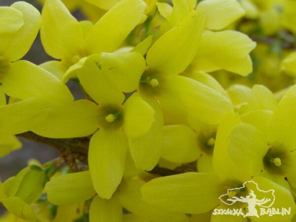 Forsycja pośrednia 'Goldzauber'
