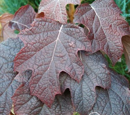 Hortensja dębolistna 'Burgundy'