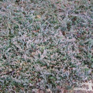 Jałowiec płożący 'Wiltonii'