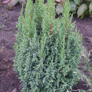 Jałowiec pinga 'Loderi'