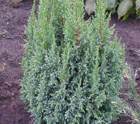 Jałowiec pinga 'Loderi'