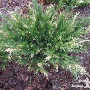 Jałowiec sabiński 'Variegata'