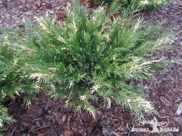 Jałowiec sabiński 'Variegata'