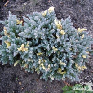 Jałowiec łuskowy 'Floreant'