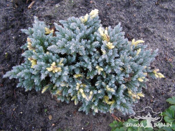 Jałowiec łuskowy 'Floreant'