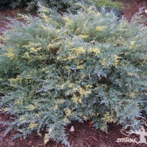 Jałowiec Pfitzera 'Blue and Gold'