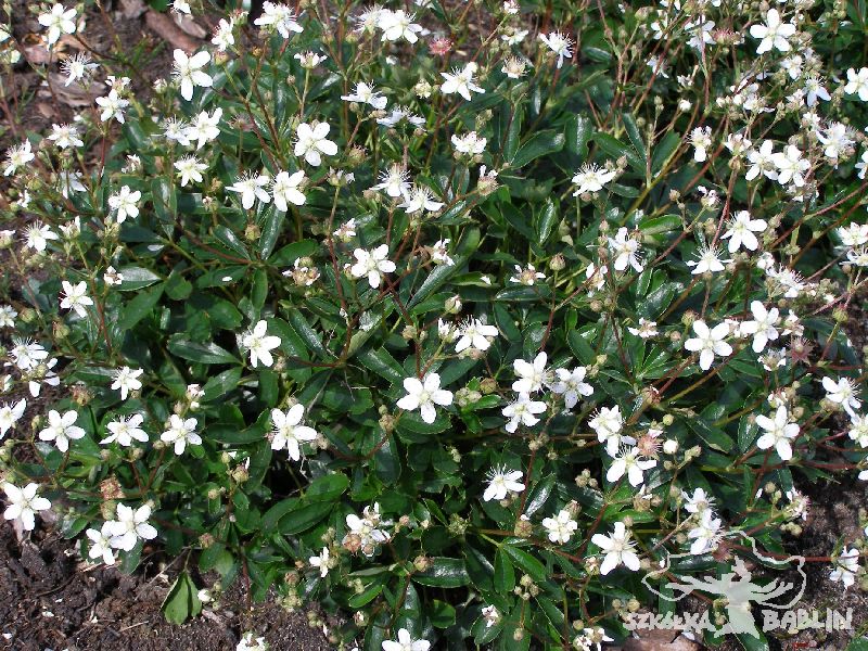 Pięciornik trójząbkowy 'Nuuk'