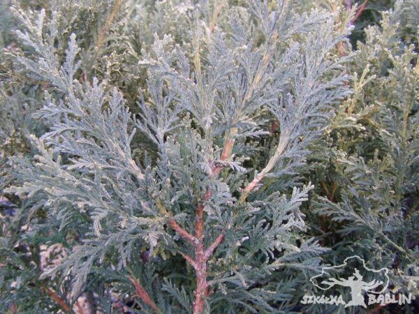 Thuja occidentalis 'Bodmeri'