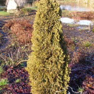 Thuja occidentalis 'Brobeck's Tower'