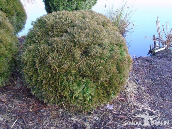 Thuja occidentalis 'Danica'