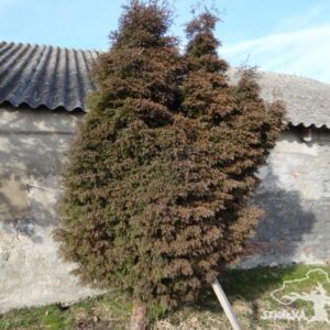Thuja occidentalis 'Ericoides'