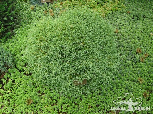 Thuja occidentalis 'Mr Bowling Ball'