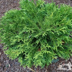 Thujopsis dolabrata 'Nana'