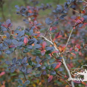 Berberys mieszańcowy 'Red Jewel'