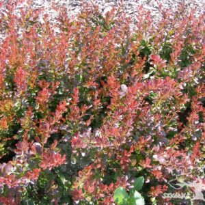Berberys Thunberga 'Atropurpurea Nana'
