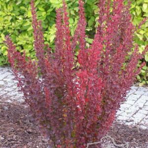 Berberys Thunberga 'Red Pillar'