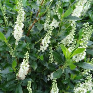 Orszelina olcholistna 'Clea'