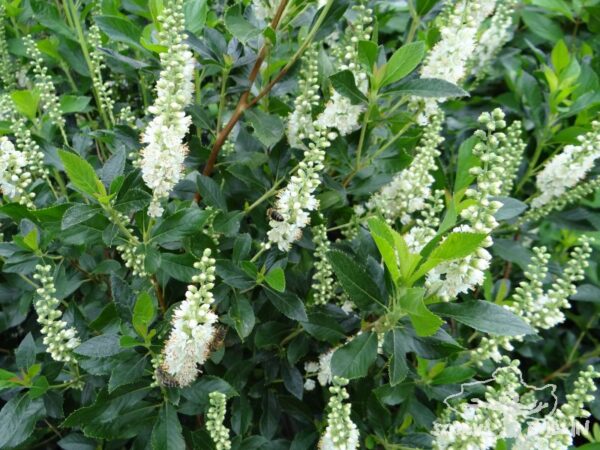 Orszelina olcholistna 'Clea'
