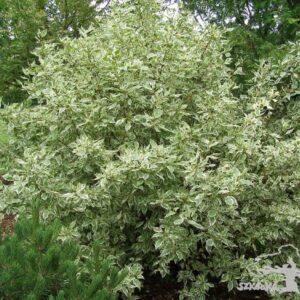 Dereń biały 'Elegantissima'