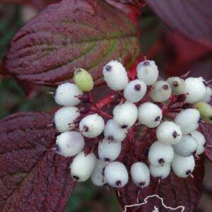 Dereń biały 'Siberian Pearls'