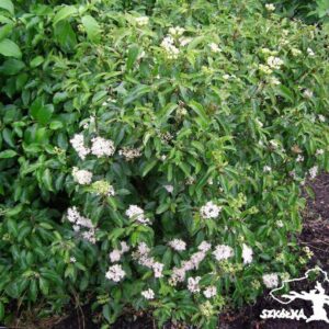 Dereń powabny 'Lady Jane'
