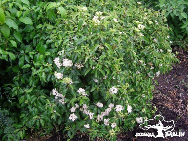 Dereń powabny 'Lady Jane'