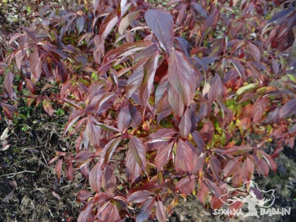 Cornus amomum 'Blue Cloud'