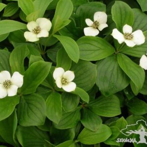 Cornus canadensis