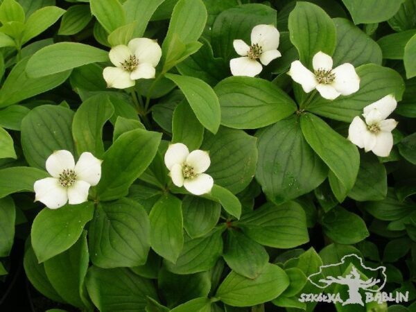 Cornus canadensis
