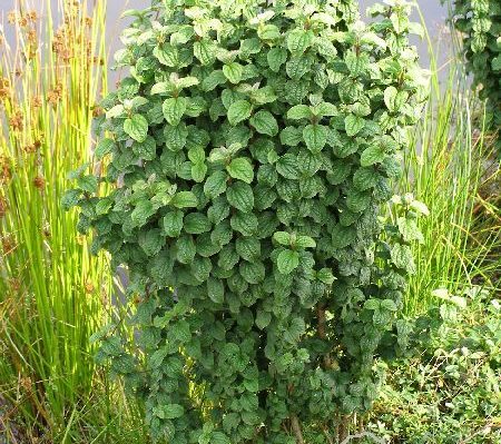 Dereń świdwa 'Compressa'