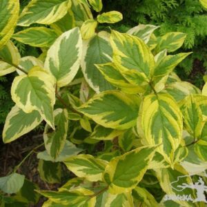 Dereń rozłogowy 'Hedgerow's Gold'