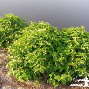Dereń rozłogowy 'Kelseyi'