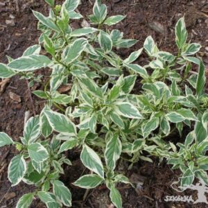 Dereń rozłogowy 'White Gold'