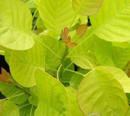 Perukowiec podolski GOLDEN SPIRIT 'Ancot'