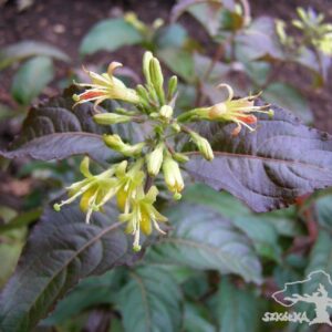 Zadrzewnia 'Troja Black'